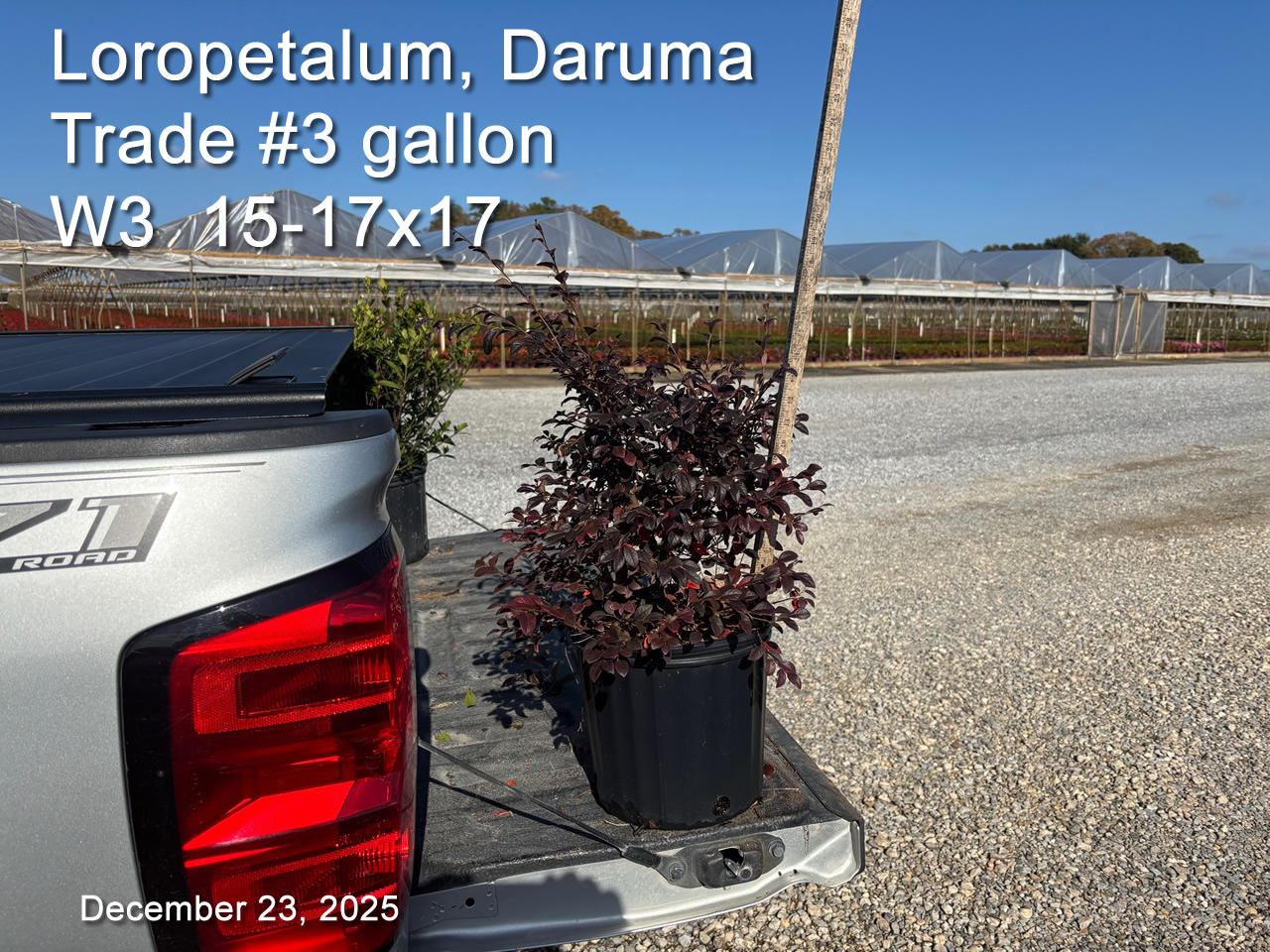 gallery/ldr3t w3 dec23.jpg